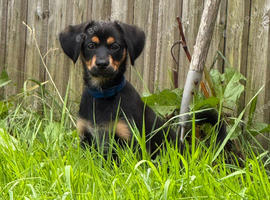 3 month old pup