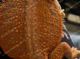 Bearded dragon