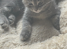 Super cute kittens