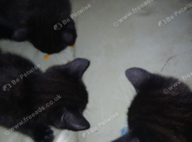 3 adult cats and 3 kittens for rehoming