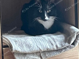 Male cat