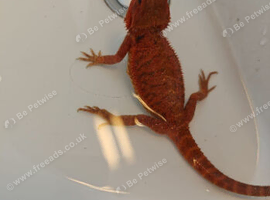 Lovely red female