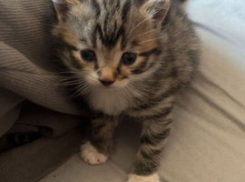 Kittens