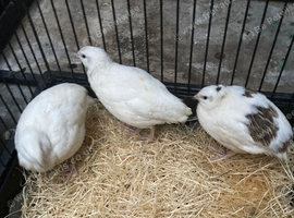 Jumbo male and female quails