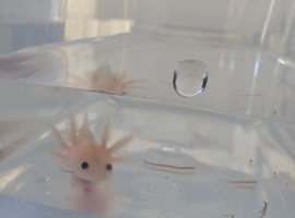 Axolotl