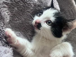 2 Handsome Tuxedo Male kittens