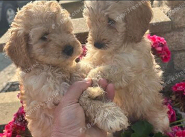 Miniature cockapoo