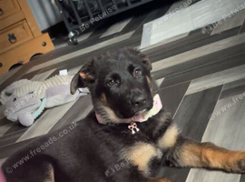 Beautiful puppy 6 months old