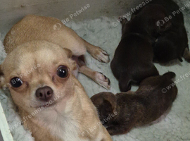 Smooth Coat Female Chihuahuas