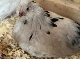 Legcana high bred pullets