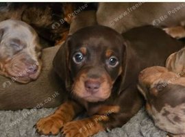 Exceptional Litter of Miniature Dachshund Puppies for sale