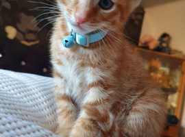 Bengal cross kitten