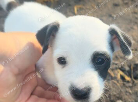 Lovely jack Russel puppy