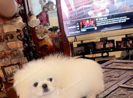 Stunning top quality Pekingese puppies
