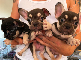 French bulldogs puppies