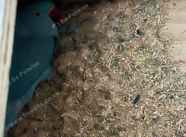 Indian ring neck  breeding pear &pound;399