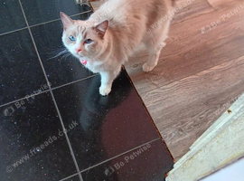 Female Ragdoll for sale .