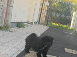 REDUCED  3 KC REGISTERED CHOW CHOW PUPPIES &ndash; CARDIFF