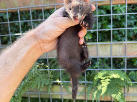 Semi angora dark sable Jill ferret