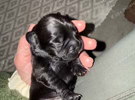 Beautiful puppies for sale