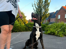 Cane Corso for sale