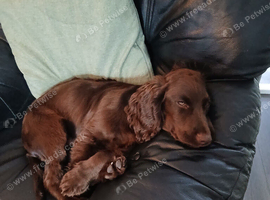 Brown cocker spaniel