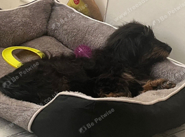 LONG HAIRED DACHSHUND X JACK RUSSELL