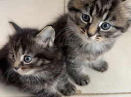 Tabby and Russian Blue mix