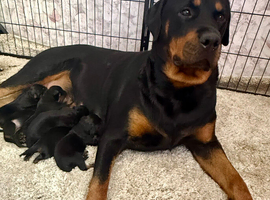 Stunning Rottweiler puppies available