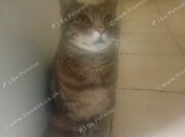 Minnie - Tabby female cat neutered 7 years old