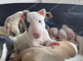 Beautiful English bull terrier puppies