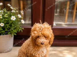 Female cockapoo
