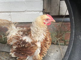 Frizzle bantam chicken