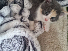 Kittens for sale