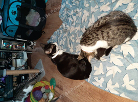 Kittens for sale for forever home