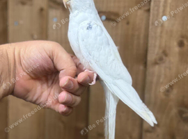 Beautiful cockatiels