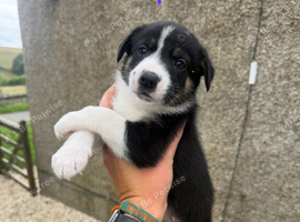 Working Border Collie Puppies &ndash; 5 Boys & 1 Girl