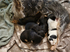 Yorkshire terrier puppies girl now available due to timewasters
