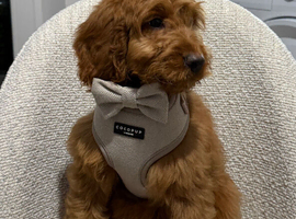 Cavapoo