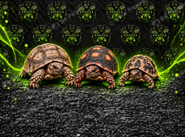 Tortoise Babies