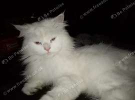 Cat for sale