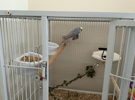 budgie for sale &pound;15