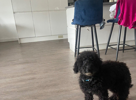 Miniature  black poodle for sale good stud dog