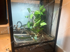 gecko cage and uvb light