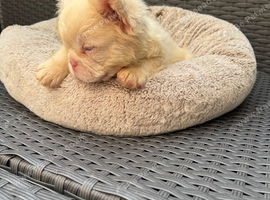 French bulldog full fluffy boy
