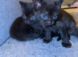 3 Beautiful Black Kittens Ready End of April