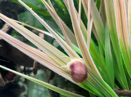3x Mystery Snails Purple Magenta, Blue, Ivory, available
