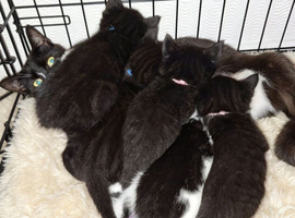 Beautiful Kittens