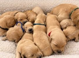 EXCEPTIONALLY BRED GOLDEN RETRIEVERS