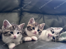 3 British Short Hair kittens for forever homes